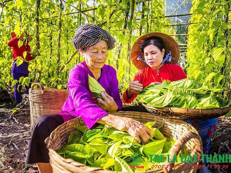 Cần Xé Tre Đựng Trái Cây